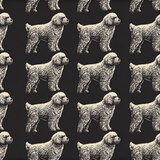 Lagotto Marshallow Wallpaper