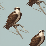 Osprey patterned wallpaper with brown birds perched on branches against a light blue background.