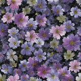 Floral patterned wallpaper with purple, pink, and white blossoms.
