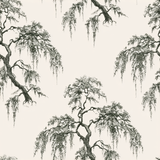 Spanish Moss Canopy Wallpaper